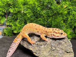 Еублефар ручні різнокольорові малюки, леопрадовий гекон