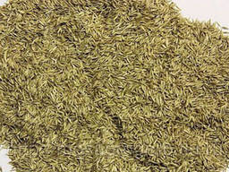 Ежа сборная/ Грястиця збірна