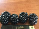 Ежевика - фото 3