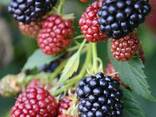 Ежевика беcшипная среднеспелая Loch Ness (Лох Несс) - фото 1