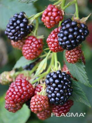 Ежевика беcшипная среднеспелая Loch Ness (Лох Несс)