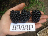 Ежевика ранняя Полар - фото 1