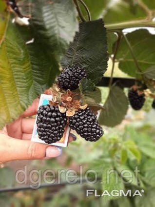 Ежевика ремонтантная Блэк Джем. стакан