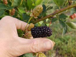 Ежевика ремонтантная Прайм Арк 45