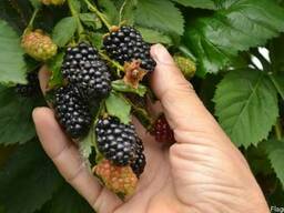 Ежевика Смутстем Рубен Лох-Несс Блэк Бьют Полар Тройная коро