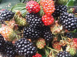 Ежевика сорт "Небеса Могут Подождать" 1 летняя, конт. P9 - фото 2