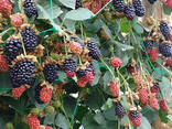 Ежевика сорт "Небеса Могут Подождать" 1 летняя, конт. P9 - фото 3