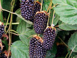 Ежевики ранняя Коламбия Стар - фото 1