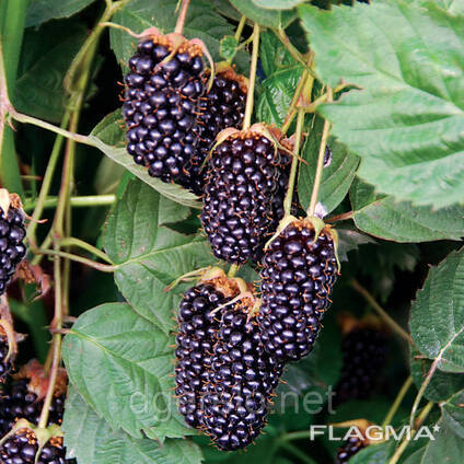 Ежевики ранняя Коламбия Стар