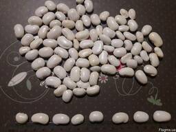 Фасоль Бандоля