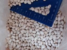 Фасоль белая