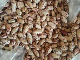 Фасоль коричневая на экспорт