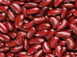 Фасоль красная
