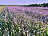 Фацелия 500 г - Семена медоносов - фото 1