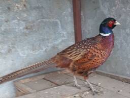 Фазан мисливський