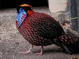 Фазан Темминка - самый яркий трагопан темминка