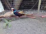 Продам фазанов, Румынских-изумрудных и Охотничьих - фото 1
