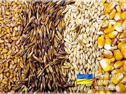 Feed Barley Ячмень Фуражный