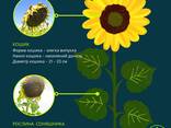 Фенікс OR7 - насіння гібриду соняшника під гранстар