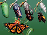 Ферма бабочек - набор из 5 шт. куколок - фото 3