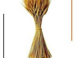 Ферментный препарат Кемзайм