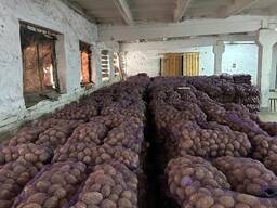 Фермерська картопля