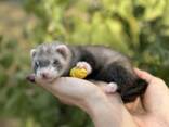 Ferret декоративний тхір - ручні малюки фретка - фото 1