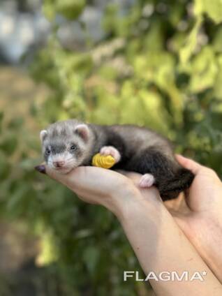 Ferret декоративний тхір - ручні малюки фретка