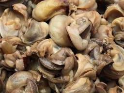Филе улитки Helix Aspersa Maxima, 1кг