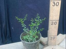 Фінгерлайм