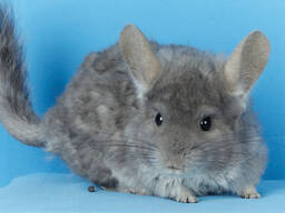 Фіолетова курчава шиншила