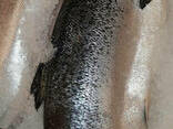 Сёмга с/м 5-6кг - фото 2
