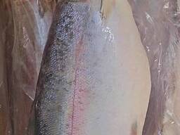 Форель тушка морская свежемороженая 4-5 кг, Норвегия.