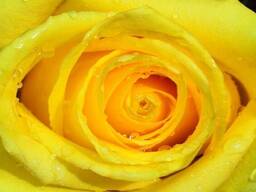 Фотообои цветы 3D 254x184 см Бутон ярко-желтой розы (661P4)