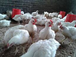 Fowls and eggs