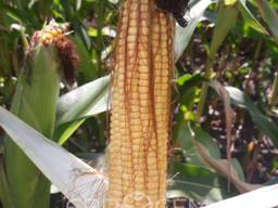 Іспанский середньостиглий гибрид кукурудзы Nevera ФАО 320