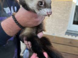 Фредка-харьок