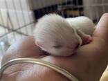 Фретка ( домашній тхір ) - фото 3