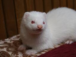 Фретка(Хорек) альбінос