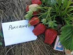 Касетные саженцы клубники Роксана и Азия