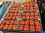 Фрукты и Ягоды Оптом - фото 5