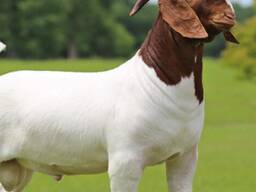 Full Blood Live Boer Goats