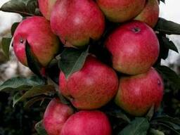 Фунгицид от мучнистой росы, ржавчины, септориоза и т. д.