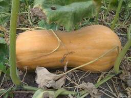 Гарбуз мускатний сорт Арабатський