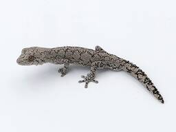 Геккон strophurus intermedius