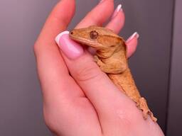 Гекон бананоед, ресничастый гекон, ручной гекон для дома, ящерица