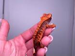 Гекон бананоед, ресничастый гекон, ручной гекон для дома, ящерица - фото 2