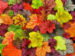 Гейхера Autumn Leaves, Cascade Down, тиарелла Jeepers Creepe