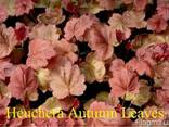 Гейхера Autumn Leaves, Cascade Down, тиарелла Jeepers Creepe - фото 1