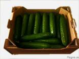 Гофролоток для огурцов на 6-7 кг - фото 2